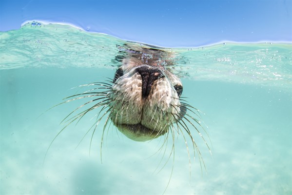 Turquoise Safaris - Australian Sea Lion